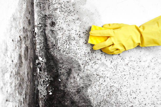 Best Asbestos and Lead Testing During Mold Inspection  in Shallowater, TX