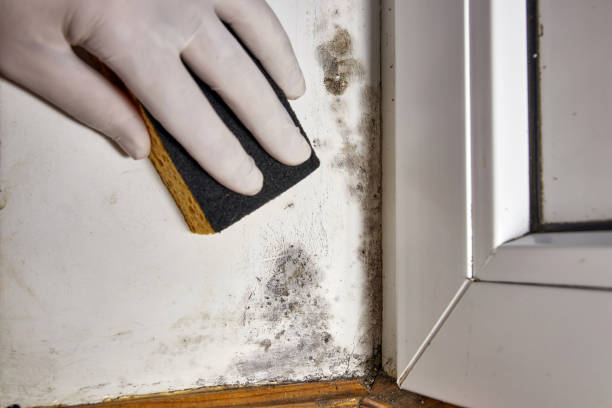 Best Post-Construction Mold Inspection  in Shallowater, TX